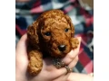 toy-poodle-puppies-2-months-old-detroit-michigan-small-2