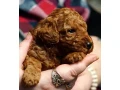 toy-poodle-puppies-2-months-old-detroit-michigan-small-3