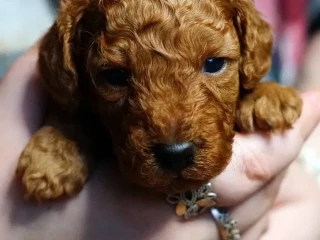 Toy Poodle puppies, 2 months old, Detroit (Michigan)