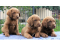 we-sell-chesapeake-bay-retriever-puppies-3-months-old-dallas-tx-small-0