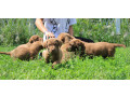 we-sell-chesapeake-bay-retriever-puppies-3-months-old-dallas-tx-small-1