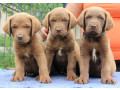 we-sell-chesapeake-bay-retriever-puppies-3-months-old-dallas-tx-small-2