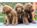 we-sell-chesapeake-bay-retriever-puppies-3-months-old-dallas-tx-small-3