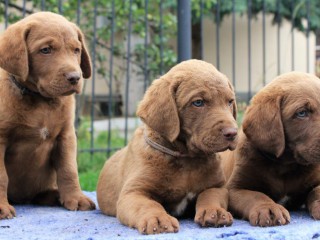 We sell Chesapeake Bay Retriever puppies, 3 months old (Dallas TX)