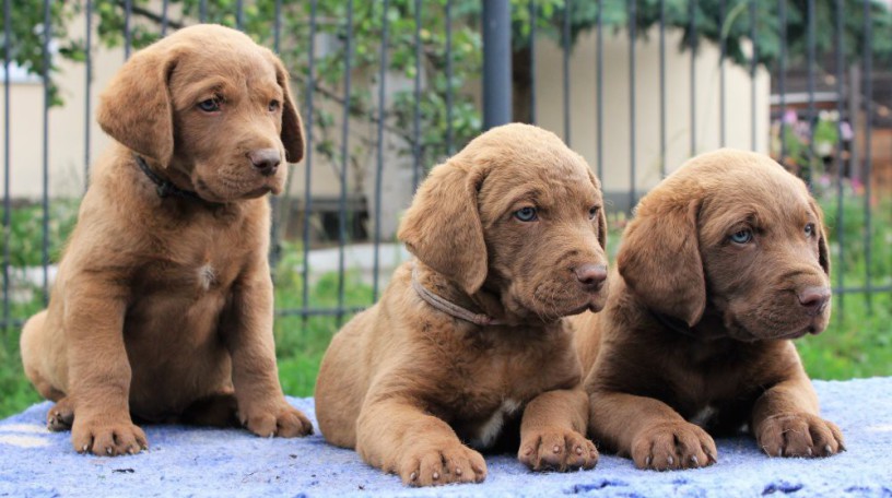 we-sell-chesapeake-bay-retriever-puppies-3-months-old-dallas-tx-big-0