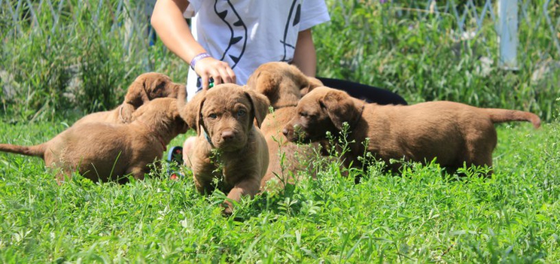 we-sell-chesapeake-bay-retriever-puppies-3-months-old-dallas-tx-big-1