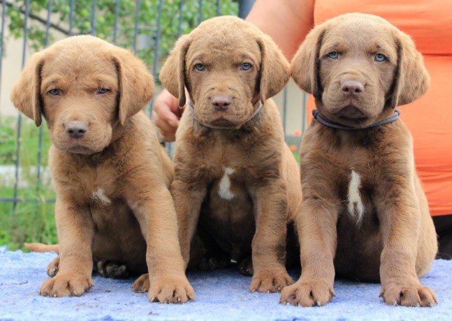 we-sell-chesapeake-bay-retriever-puppies-3-months-old-dallas-tx-big-2