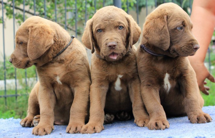 we-sell-chesapeake-bay-retriever-puppies-3-months-old-dallas-tx-big-3