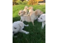 labrador-puppies-for-sale-minnesota-small-4