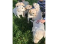 labrador-puppies-for-sale-minnesota-small-0