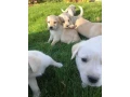 labrador-puppies-for-sale-minnesota-small-2