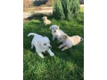 labrador-puppies-for-sale-minnesota-small-3