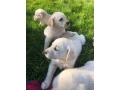 labrador-puppies-for-sale-minnesota-small-1