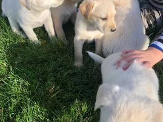 Labrador puppies for sale, Minnesota