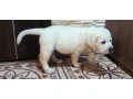 two-labrador-babies-looking-for-their-new-home-small-2