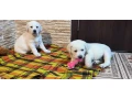 two-labrador-babies-looking-for-their-new-home-small-7