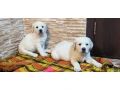 two-labrador-babies-looking-for-their-new-home-small-3