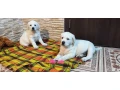 two-labrador-babies-looking-for-their-new-home-small-6