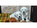 two-labrador-babies-looking-for-their-new-home-small-4