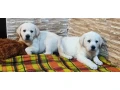 two-labrador-babies-looking-for-their-new-home-small-0