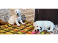 two-labrador-babies-looking-for-their-new-home-small-1