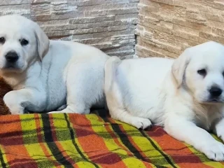 Two Labrador babies looking for their new home