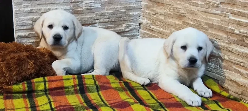 two-labrador-babies-looking-for-their-new-home-big-0