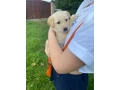 labrador-puppies-small-1