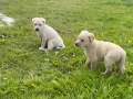 labrador-puppies-small-2