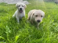 labrador-puppies-small-3