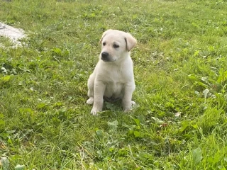 Labrador puppies