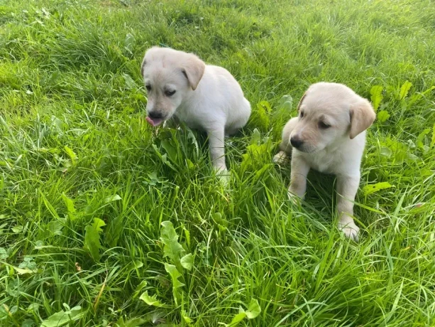 labrador-puppies-big-4