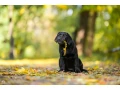 labrador-receiver-girl-18-weeks-old-san-francisco-california-small-3