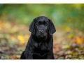 labrador-receiver-girl-18-weeks-old-san-francisco-california-small-2