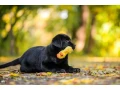 labrador-receiver-girl-18-weeks-old-san-francisco-california-small-1