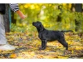 labrador-receiver-girl-18-weeks-old-san-francisco-california-small-0