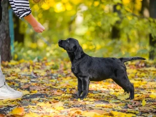 Labrador receiver girl, 18 weeks old, San Francisco (California)