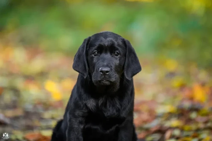 labrador-receiver-girl-18-weeks-old-san-francisco-california-big-2