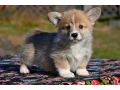 welsh-corgi-puppies-looking-for-a-home-2-months-old-texas-small-0