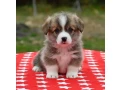 welsh-corgi-puppies-looking-for-a-home-2-months-old-texas-small-5