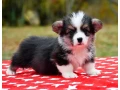 welsh-corgi-puppies-looking-for-a-home-2-months-old-texas-small-6