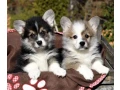 welsh-corgi-puppies-looking-for-a-home-2-months-old-texas-small-1