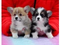 welsh-corgi-puppies-looking-for-a-home-2-months-old-texas-small-7