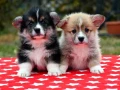 welsh-corgi-puppies-looking-for-a-home-2-months-old-texas-small-3