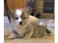 welsh-corgi-puppies-looking-for-a-home-2-months-old-texas-small-2