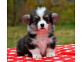 welsh-corgi-puppies-looking-for-a-home-2-months-old-texas-small-4