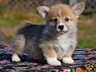 Welsh Corgi puppies looking for a home, 2 months old, Texas