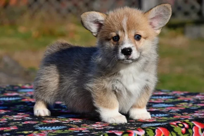 welsh-corgi-puppies-looking-for-a-home-2-months-old-texas-big-0