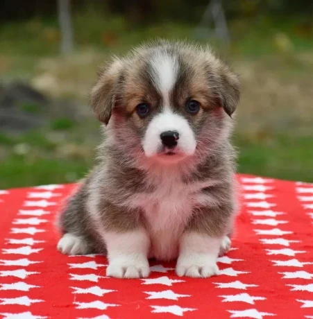 welsh-corgi-puppies-looking-for-a-home-2-months-old-texas-big-5