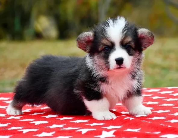 welsh-corgi-puppies-looking-for-a-home-2-months-old-texas-big-6